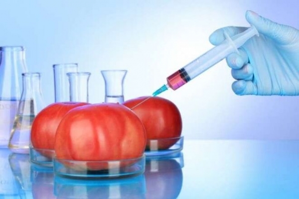
В Украину пытались ввезти более 170 тонн ГМО-продукции
