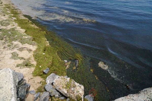 В Одессе зацвело море