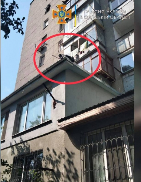 Приземлилась на балкон: одесские пожарные спасли упавшую с шестого этажа собаку