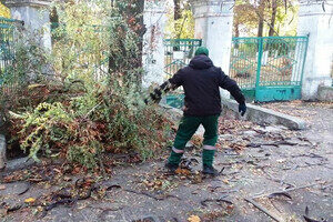 Ветер в Одессе повалил 71 дерево в Одессе