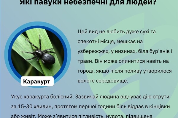 Какие пауки опасны для людей в Одесской области