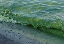 «Цветение» моря в Одессе: в воде обнаружили превышение нормы вредных веществ